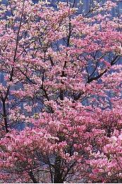 《Egypt Frontiers》steam页面上线 古埃及生活建设模拟